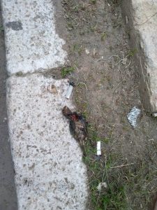 Pássaro interrompe energia no Centro de Braço do Norte; situação foi normalizada