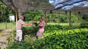 PROJETO VIVEIRO DE MUDAS