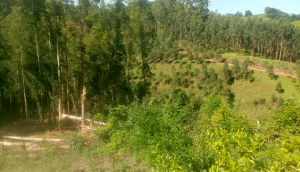 VEGETAÇÃO PRÓXIMA DA REDE ELÉTRICA CAUSA TRANSTORNOS DIÁRIOS PARA A CERBRANORTE